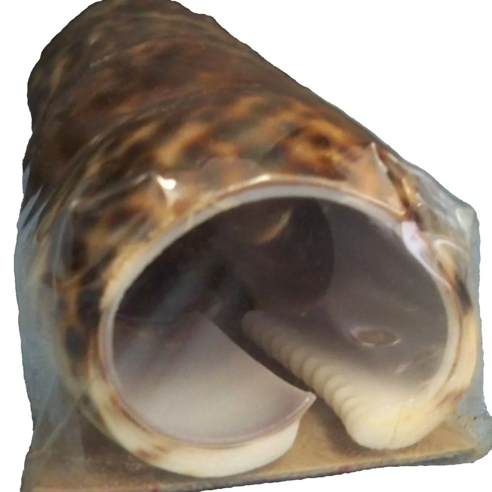 Vintage Tiger Cowrie Sea Shell NAPKIN RING Holders SET of 6 Natural Brown Black